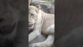 柔春●(79)ホワイトライオン・白獅子・リズムちゃん・沖縄こどもの国・・・White_Lion・Okinawa Zoo \u0026 Museum(20230317)