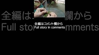 【盆栽】豆盆栽 五葉松素材への針金かけ【 Bonsai】mame bonsai/Wrapping wire around a Japanese white pine material