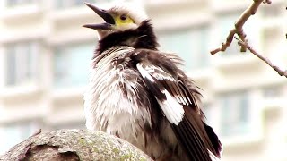 黑領椋鳥活潑地鳴叫🎵和跳躍🤸Black-collared starling chirps🎵and jumps🤸lively #wildlife #生態攝影 #野生動物 #bird #jalak #hk