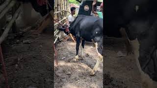 গরু guru cow goru amba hamba cow videos gorur video guru guru goro guru tiktok গরুর ভিডিও golu#viral