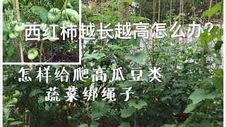 怎样给越长越高的西红柿、豆角、黄瓜、丝瓜绑绳子 Little Work Method of Tying up Tomatoes, Green Bean, Cucumber