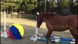 Young Horse Plays With A Huge Ball