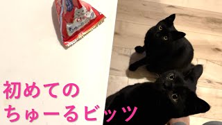 黒猫姉妹に「ちゅーるビッツ」あげてみた