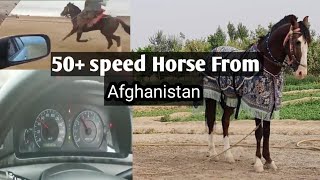 50+ speed horse from Afghanistan. Pacer Horse