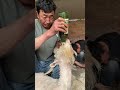 剪羊毛 lamb shearing