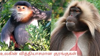 வித்தியாசமான 6 குரங்குகள்/  Different Monkeys / Beautiful monkey / Tamil Display