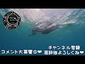 沖縄本島穴場のオススメポイント紹介 沖縄の海でシュノーケル＆スキンダイビング【4k】