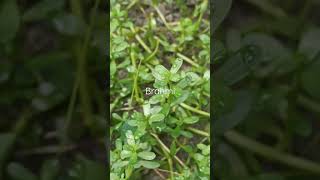 Brahmi/herb of grace/ Indian pennywort||Bacopa monnieri||F-Plantaginaceae|| improving memory🌿