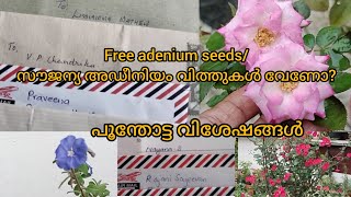 #freeseeds Adenium Seeds സൗജന്യ അടിനിയം വിത്തുകൾ വേണോ?July 4 2023 എന്റെ ചെടിത്തോട്ടം #gardenplants