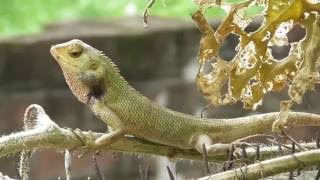 Insect Hunter Chameleon GIRGIT//গিরগিটি