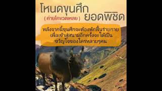 เรื่องราวการรักษาวัวชน โคโหนดขุนศึกยอดพิชิต #โรงพยาบาลวัวชนภาคใต้