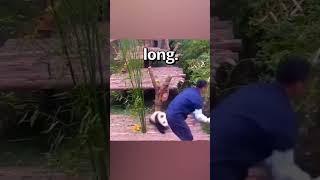 WOULD YOU WANT a JOB with PANDAS 😱 | Wholesome Moments