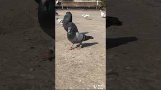 Black aasmani high flyer kabutar status 🕊🔥💫 || attitude pigeon video #kabutar #kabutarbazi #video