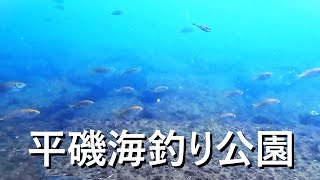 多くの魚が！平磯海釣り公園の水中映像