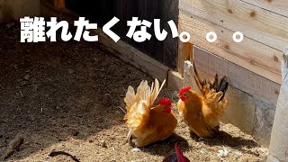 ひよこの時から大事に育てたニワトリとの別れ＃31