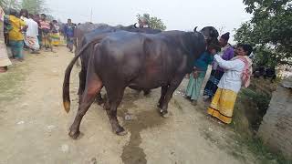 ১ জোড়া কালো পাঠা মহিষ দেখুন আলমডাঙ্গা পশুহাট থেকে 1 pair of black patha buffalo Alamdanga