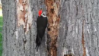 Pileated Woodpecker in Mt. Hope Cemetery,  Rochester NY, 12 June 2021.