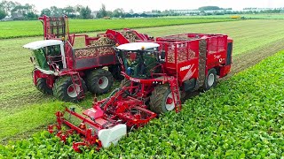 Suikerbieten rooien | Sugar Beet harvest | Zuckerrübenernte | Vervaet Q616 *NEW* | Bietenoogst 2020