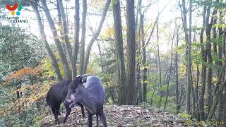 Tufted deer spotted licking its eyes