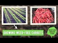 How to Prevent Weeds in Your Carrots!