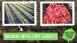 How to Prevent Weeds in Your Carrots!