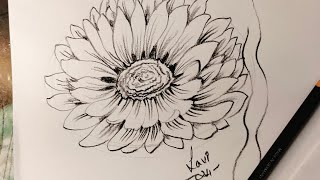 How to draw a Daisy flower easily