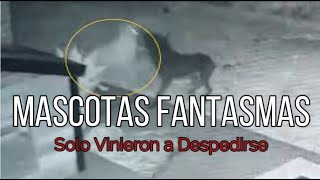 7 Mascotas Fantasmas Captados en Camara | Solo Vinieron a Despedirse de sus amigos