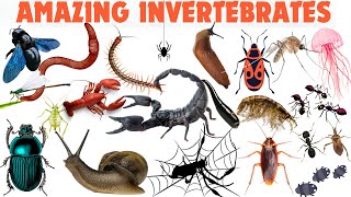 Amazing Invertebrates 🐙 | Wiggle, Crawl, and Swim! 🦀 | 100 Incredible Invertebrates Animals 🐛🦑