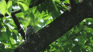 コゲラ(Japanese Pygmy Woodpecker)の鳴き声。May 21,2016