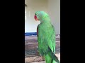 alexandrine parrot talking