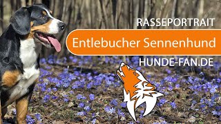 ► Entlebuch Cattle Dog [2021] History, Appearance, Temperament, Training, Exercise, Care & Health