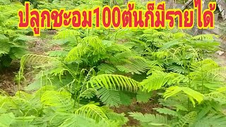 ปลูกชะอม100ต้นในเนื้อที่น้อย#วิธีเปิดปากกิ่งให้แตกยอดดี