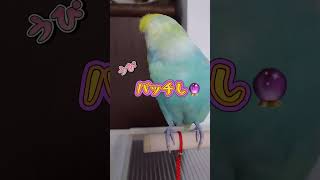 急に「騙した！」と怒り出すインコ🐥関西弁のくーちゃん🐥