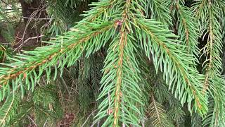 Picea abies (Pinaceae) Norway spruce