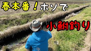 【小物釣り】春本番！　ホソで小鮒釣り