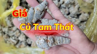 Củ Tam Thất Bắc và Bột Tam Thất - Giá Tháng 9/2024 #cutamthat