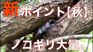 【クワガタ採集】10月ノコギリ大量。新ポイント。