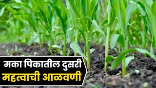 मका पिकातील दुसरी आळवणी | रॅडिक्सची आळवणी | Maka Pikatil Dusari alavani | Radix Drenching In Maize