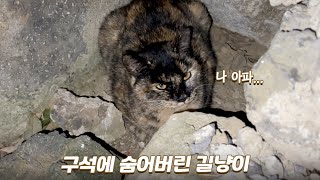 아픈 몸을 이끌고 도와달라고 온 길고양이 | 쫀니와 쪼꼬미들 | 🏝️베베집사 제주살이