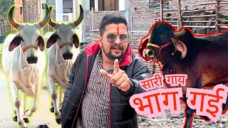 बाड़ा छोड़के भाग गई हमारी सारी गाय अब क्या करे😭😭#baawalechorecows #cowvlog #cow #baawalechorevlogs