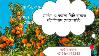 কমলার কালার ও মিষ্টতা আনতে পটাশিয়াম সোয়েনাইটের ব্যবহার( use p schoenite for orange sweetness)