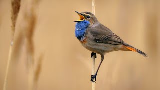 White-spotted Bluethroat Singing ~ Luscinia svecica cyanecula