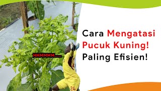 Cara Mengatasi Pucuk Tanaman Kuning! Paling Efisien!