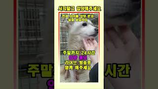 주말까지 24시간 입양홍보 라이브 #강아지 #유기견 #유기견보호소 #shorts #puppy