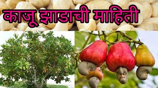 काजू झाडाची सविस्तर माहिती ( Cashew tree ) And  Kaju tree Information