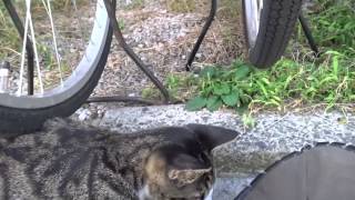 だんだん馴れてきた白サバ子猫のモフりに挑戦してみた　Challenging stroking the brown tabby kitten