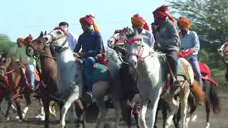 Kathiyawadi horses કાઠિયાવાડ નું જોરદાર ફુલેકુ