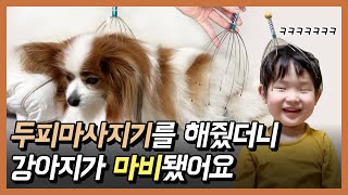 강아지한테 두피마사지를 해 줬더니 마비됐어요!!! 빠삐용강아지 소원이 [Eng Sub] Frozen Dog during scalp massage.