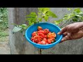 how to growing scotch bonnet habanero peppers at home