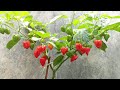 How to growing scotch bonnet (habanero peppers) at home